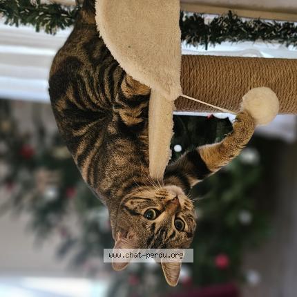 Photo 1/1 Ayla Chat lost in Roumare