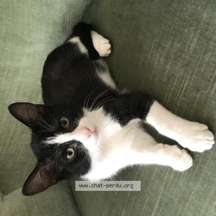 Photo 1/1 Zéphyr Chat lost in Rochecorbon