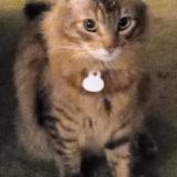 Picture of cat lost at Costa Mesa