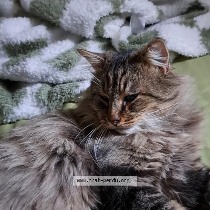 Photo 1/1 Zyggy Chat lost in Roubaix