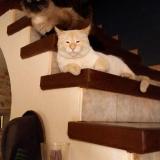 Picture of cat lost at Fougax Et Barineuf