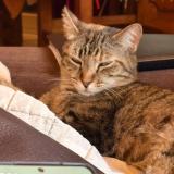 Photo of a cat found in Sainte Marie