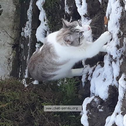 Photo 1/1 Merlin Chat lost in St jean le blanc