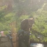 Picture of cat found at Blainville Sur Orne