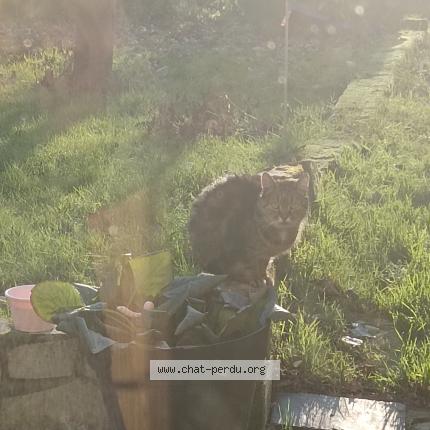 Photo 1/2 Cat reunited Found in Blainville sur orne