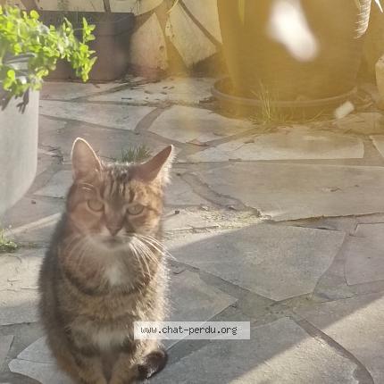 Photo 2/2 Cat reunited Found in Blainville sur orne