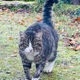 Picture of cat found at Chantonnay