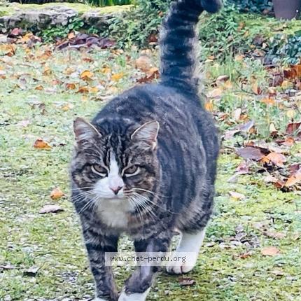 Photo 1/1 Found cat Found in Chantonnay