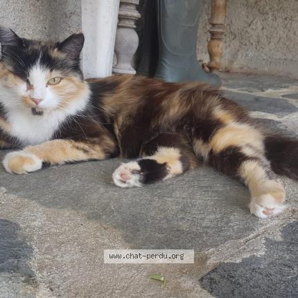 Photo 1/1 Cassiopée Chat lost in Valence