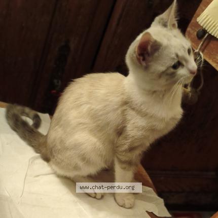 Photo 1/1 Bambi Chat lost in Breuillet