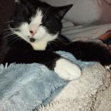 Picture of cat lost at Magny Vernois