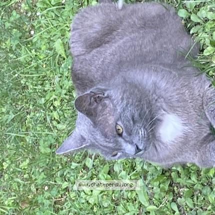 Photo 1/1 Bouboule Chat lost in Gardanne