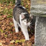 Picture of cat lost at Payerne