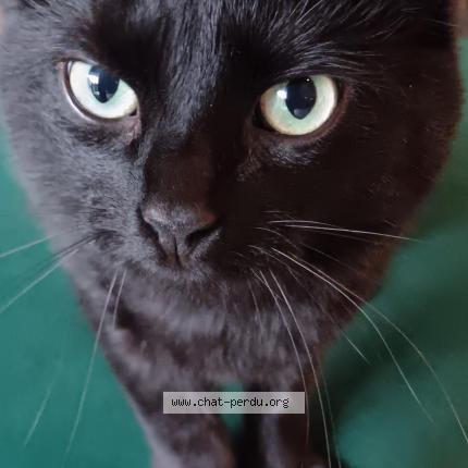 Photo 1/1 Simba Chat lost in Les clayes sous bois