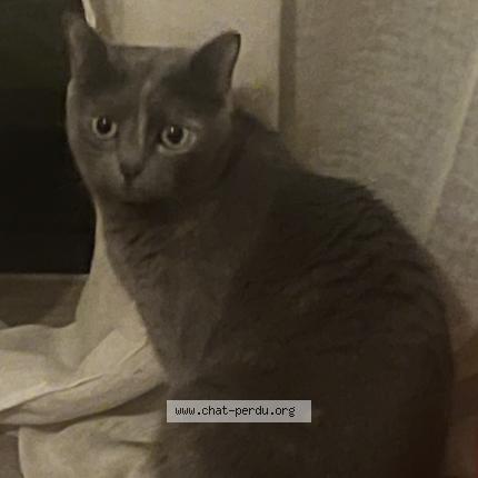 Photo 1/1 Minette Chat lost in Vern sur seiche