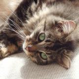 Picture of cat lost at Equeurdreville