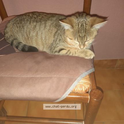 Photo 1/1 Poukette Chat lost in Mezieres sur ponthouin