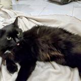 Picture of cat found at Montreal