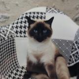 Picture of cat lost at La Chatre