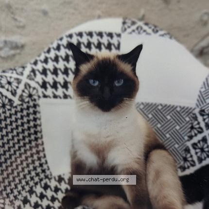 Photo 1/1 Oust Chat lost in La chatre