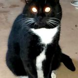 Picture of cat found at Saint Nazaire