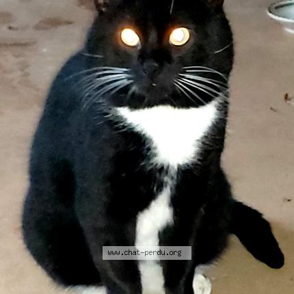 Photo 1/1 Found cat Found in Saint nazaire