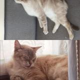 Picture of cat lost at Dpyet