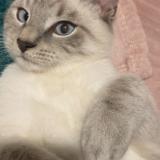 Picture of cat lost at Charleville Mezieres