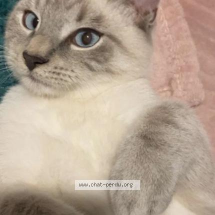 Photo 1/1 Robin Chat lost in Charleville mezieres