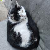 Picture of cat found at Fresno