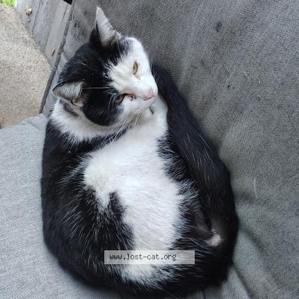 Photo 1/1 Found cat Found in Fresno