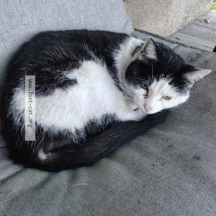 Photo 1/1 Found cat Found in Fresno