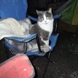 Picture of cat lost at Coombs