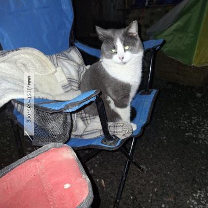 Photo 1/1 Larry Chat lost in Coombs