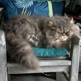 Picture of cat found at Leognan