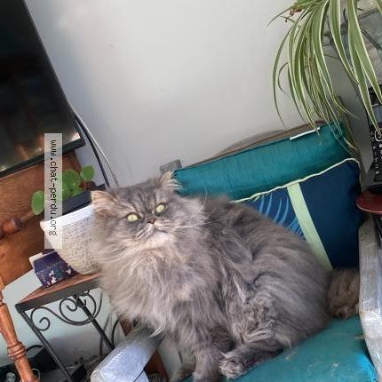 Photo 3/3 Found cat Found in Leognan