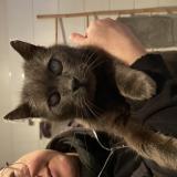 Picture of cat found at Wattrelos