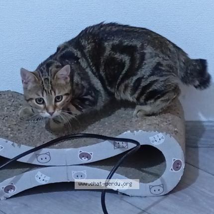 Photo 1/1 Kira Chat lost in Sotteville les rouen