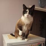 Picture of cat lost at Noisiel