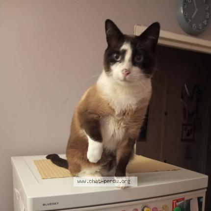 Photo 1/1 Cat reunited Lost in Noisiel