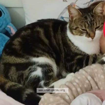 Photo 1/1 Benoit Danjoux Chat lost in Armentieres en brie