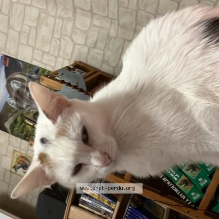 Photo 1/1 Câline Chat lost in Lezignan corbieres