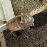 Picture of cat found at Sotteville Les Rouen