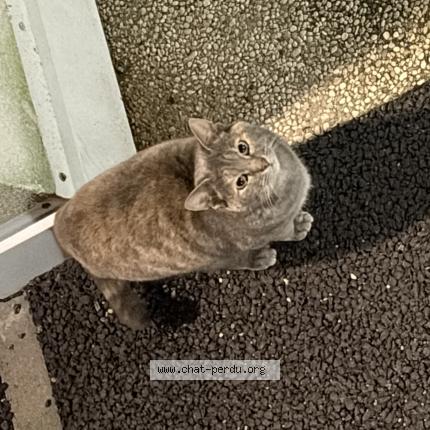 Photo 1/1 Found cat Found in Sotteville les rouen