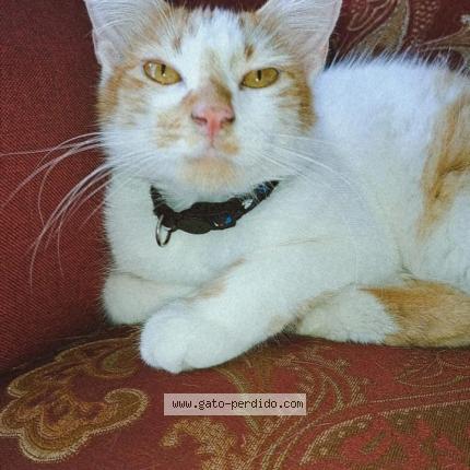 Photo 1/1 Lilith Chat lost in Autlan