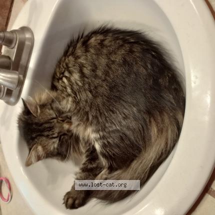 Photo 1/1 Reunited cat Lost in Mesa