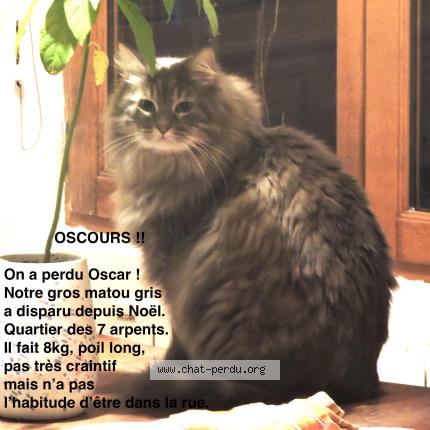 Photo 1/1 Cat reunited Lost in Pantin