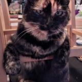 Picture of cat lost at Vanzy