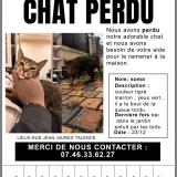 Picture of cat lost at Talence