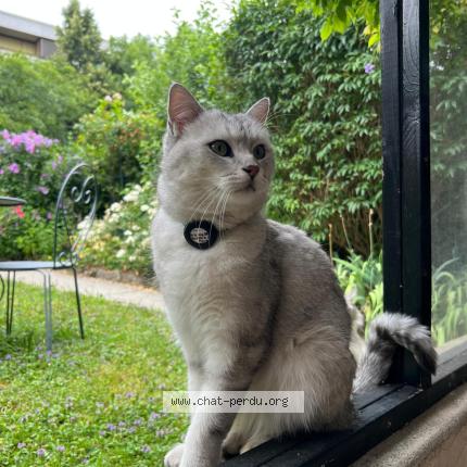 Foto 1/1 Wiedergefundene Katze Verloren in Geneve